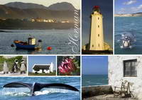 Hermanus